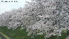 ochiai1-20250426111039.jpg