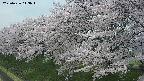 ochiai1-20250426113039.jpg