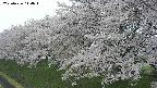 ochiai1-20250426114036.jpg