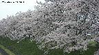 ochiai1-20250426115035.jpg