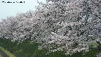 ochiai1-20250426120036.jpg