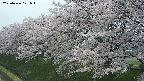 ochiai1-20250426121038.jpg