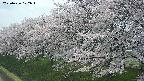 ochiai1-20250426122037.jpg