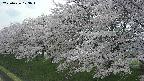ochiai1-20250426123037.jpg