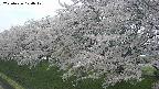 ochiai1-20250426124037.jpg