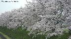 ochiai1-20250426125036.jpg