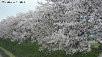 ochiai1-20250426130035.jpg