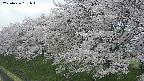 ochiai1-20250426131039.jpg