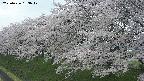 ochiai1-20250426133037.jpg