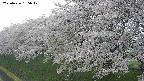 ochiai1-20250426135039.jpg