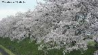 ochiai1-20250426140039.jpg