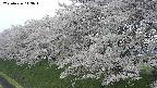 ochiai1-20250426143038.jpg