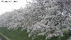 ochiai1-20250426150036.jpg