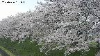 ochiai1-20250426151038.jpg