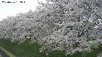 ochiai1-20250426152035.jpg