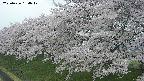 ochiai1-20250426154039.jpg