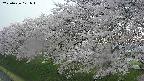ochiai1-20250426171038.jpg