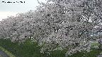 ochiai1-20250426172035.jpg