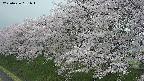 ochiai1-20250426181036.jpg
