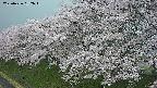 ochiai1-20250426182041.jpg