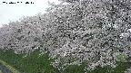 ochiai1-20250427050040.jpg