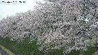 ochiai1-20250427052035.jpg