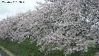 ochiai1-20250427053037.jpg