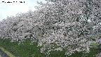 ochiai1-20250427055041.jpg