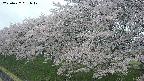 ochiai1-20250427061036.jpg