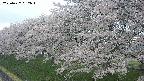 ochiai1-20250427062037.jpg