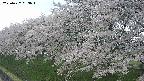 ochiai1-20250427063038.jpg
