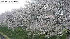 ochiai1-20250427064037.jpg