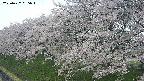 ochiai1-20250427065037.jpg