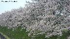 ochiai1-20250427070038.jpg