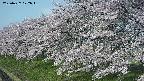 ochiai1-20250427072039.jpg