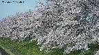 ochiai1-20250427074037.jpg