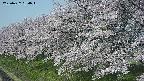 ochiai1-20250427080050.jpg