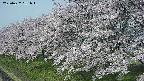 ochiai1-20250427081041.jpg