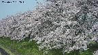ochiai1-20250427082036.jpg