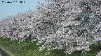 ochiai1-20250427083039.jpg