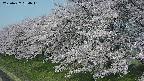 ochiai1-20250427084036.jpg