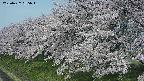ochiai1-20250427085045.jpg