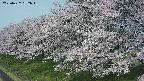 ochiai1-20250427092036.jpg