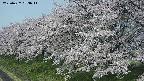 ochiai1-20250427093037.jpg