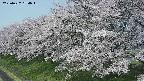 ochiai1-20250427094042.jpg