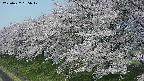 ochiai1-20250427095037.jpg