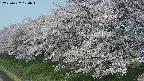 ochiai1-20250427100038.jpg