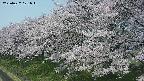 ochiai1-20250427101041.jpg