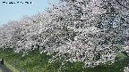 ochiai1-20250427102036.jpg