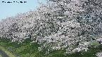 ochiai1-20250427103041.jpg